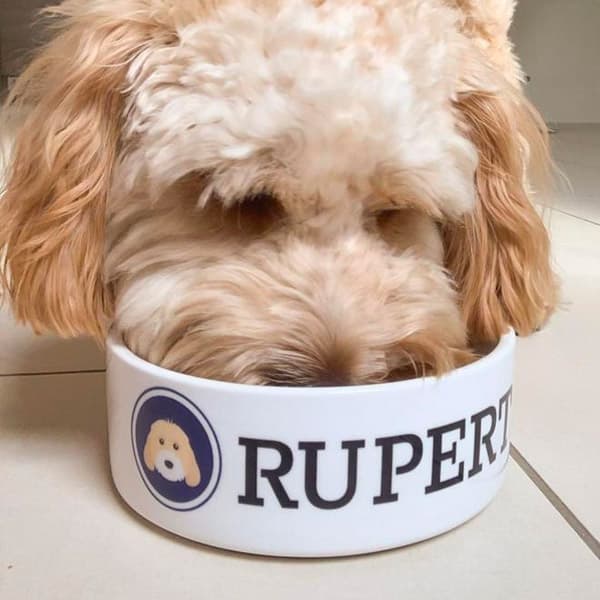 Rupert eating from his Personalised Yappicon Dog Bowl