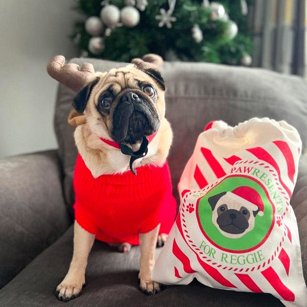 Reggie the Pug with his personalised Christmas Santa Sack