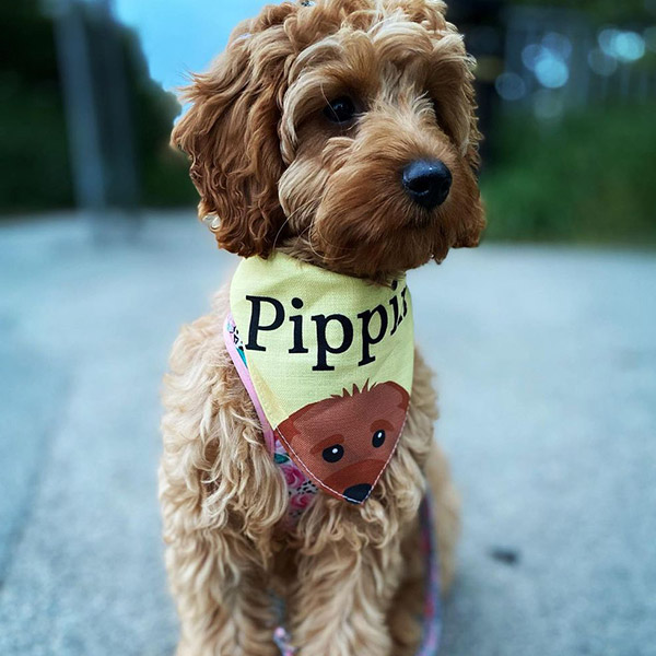 Pippin wearing Personalised Yappy Bandana on a walk