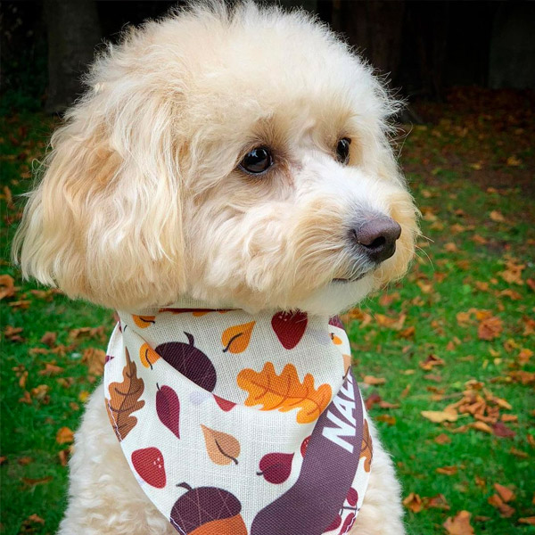 Teddy wearing his personalised Autumn Bandana
