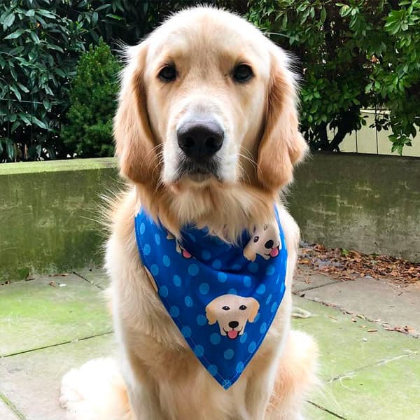 Albion sporting our blue Personalised Yappicon Bandana