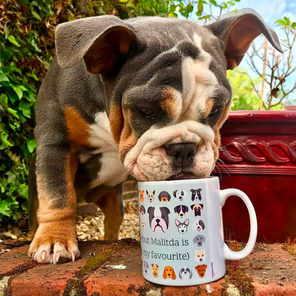 Matilda with a Personalised English Bulldog Mug