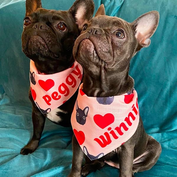 Two French Bulldog's in matching Heart Pattern Bandana