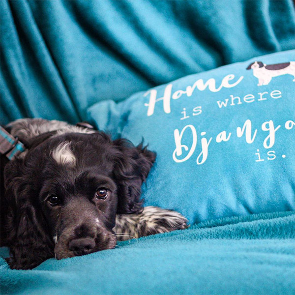 Mr Blue with his personalised Yappy Home Cushion