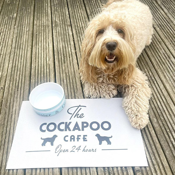 Cockapoo with his Cafe feeding mat