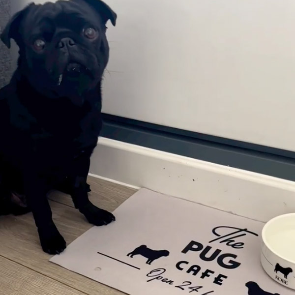 Black Pug - Kobe with his Cafe feeding mat