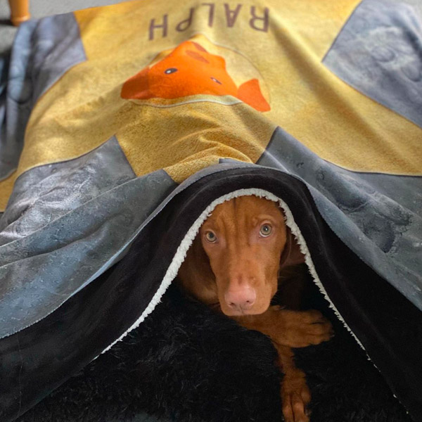 Vizsla with Personalised Star of Fame Blanket