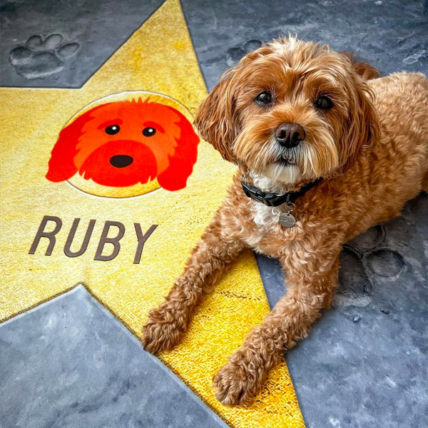 Cavapoo with Personalised Star of Fame Blanket