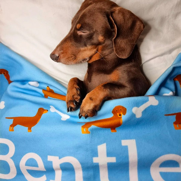 Dachshund with Personalised Blanket