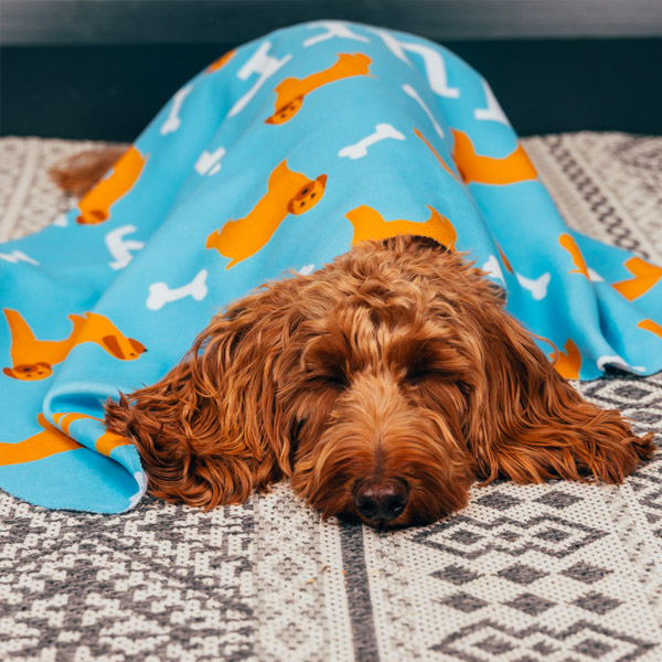 Cockapoo with Personalised Blanket