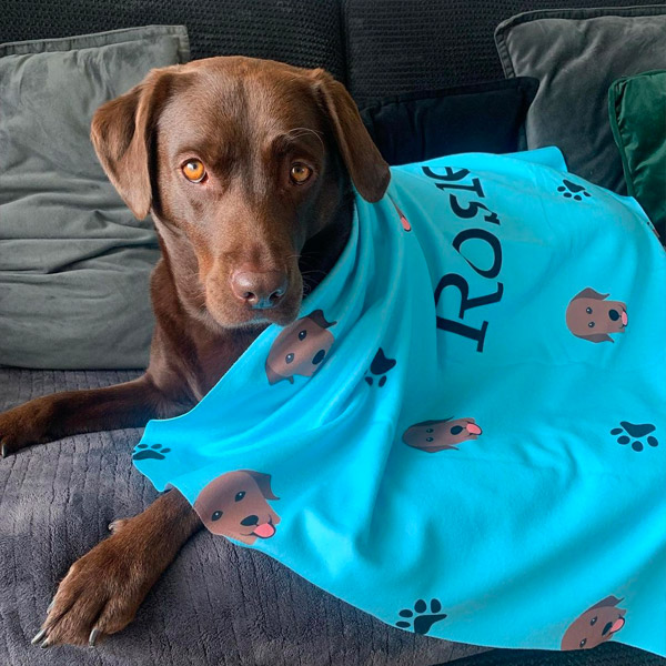 Brown Lab using her Personalised Icon Blanket