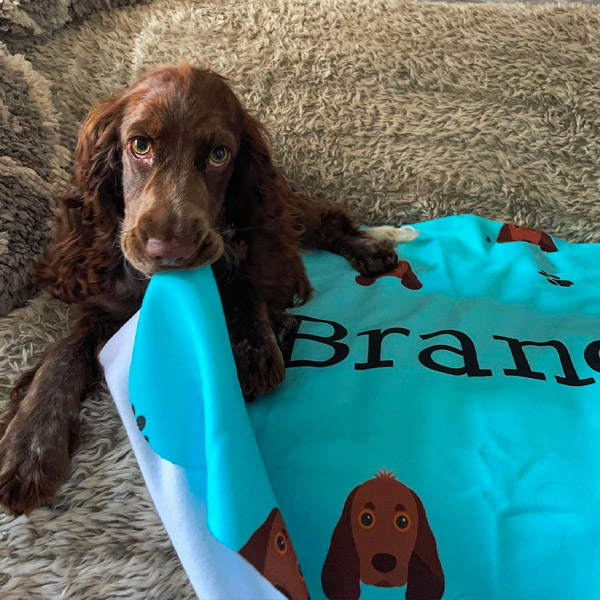 Spaniel using her Personalised Icon Blanket