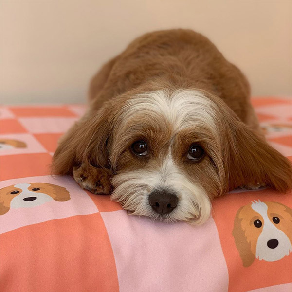 Cavapoo with Checkerboard Dog Blanket