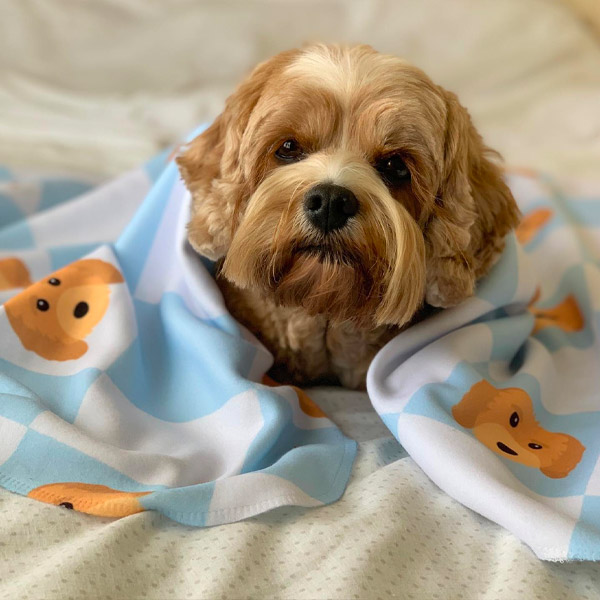 Cavapoo with Checkerboard Dog Blanket