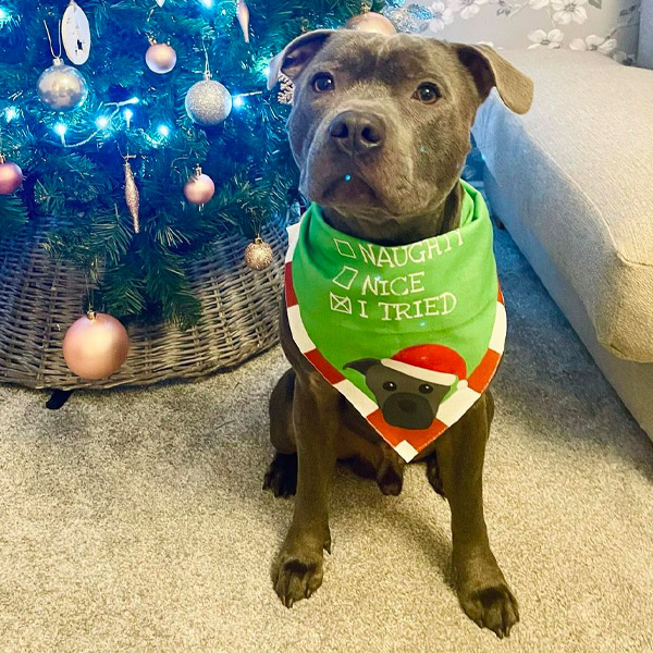 Bulldog wearing his Christmas Bandana