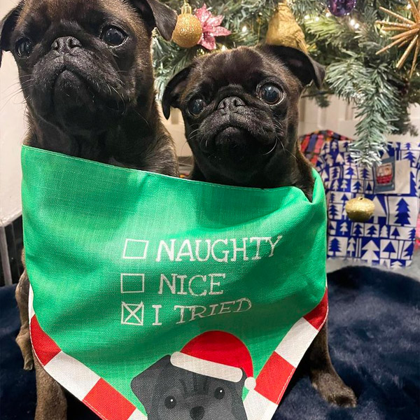Two Pugs wearing their Christmas Bandana