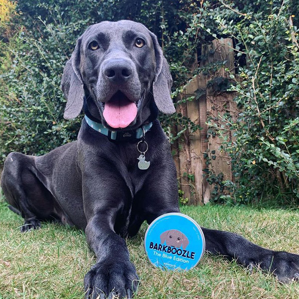 Blue with Personalised Barkboozle Card Game