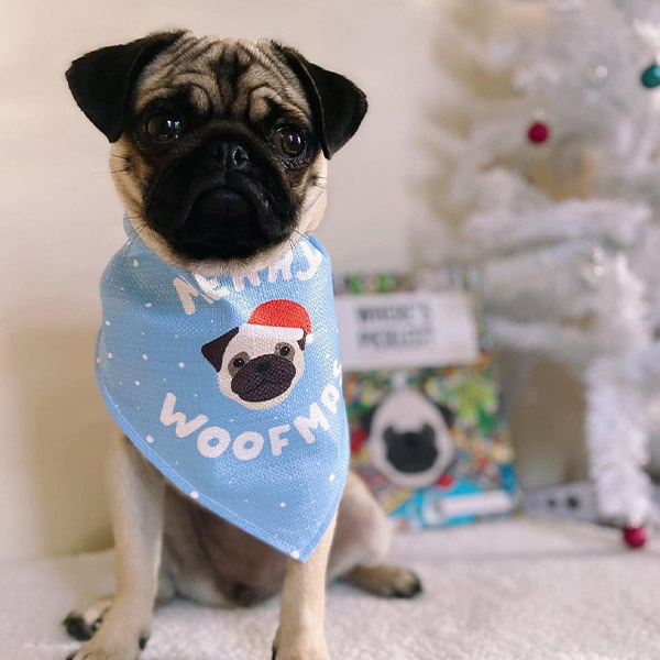 Pug wearing Merry Woofmas Bandana