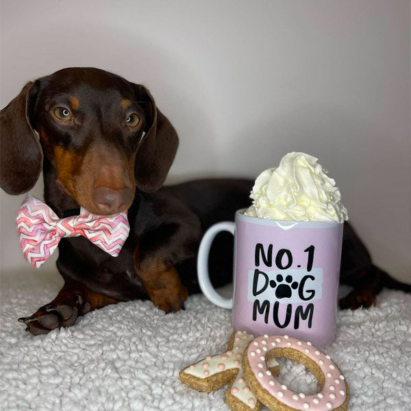 Mini Dachshund with their 'No.1 Dog Mum' Mug