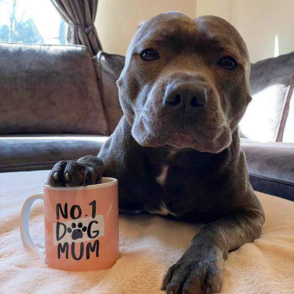 Bruce holding his 'No.1 Dog Mum' Mug