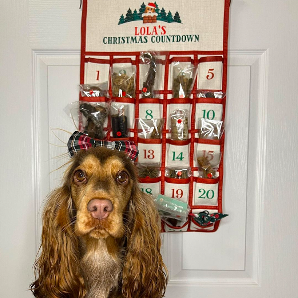 Lola excited about her Christmas Advent Calendar