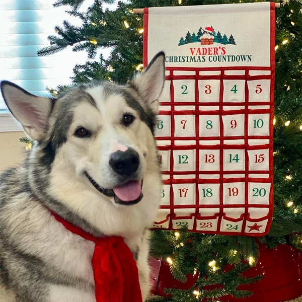 Malamute excited about his personalised Christmas Advent Calendar