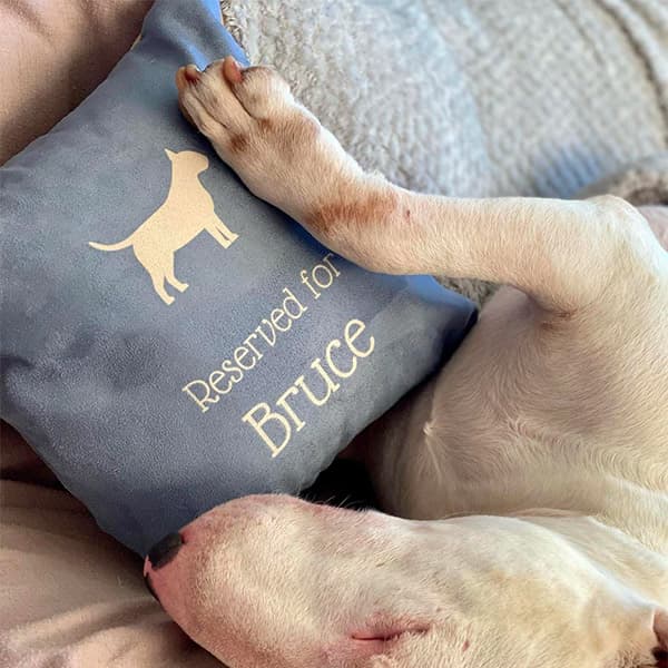 Bruce snoozing on his Personalised Reserved For Cushion