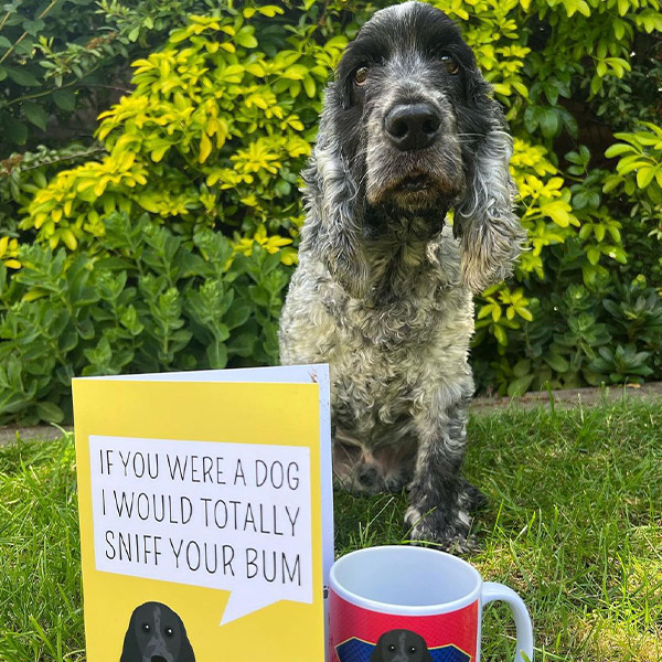 Spaniel posing with "sniff your bum" personalised Card in yellow