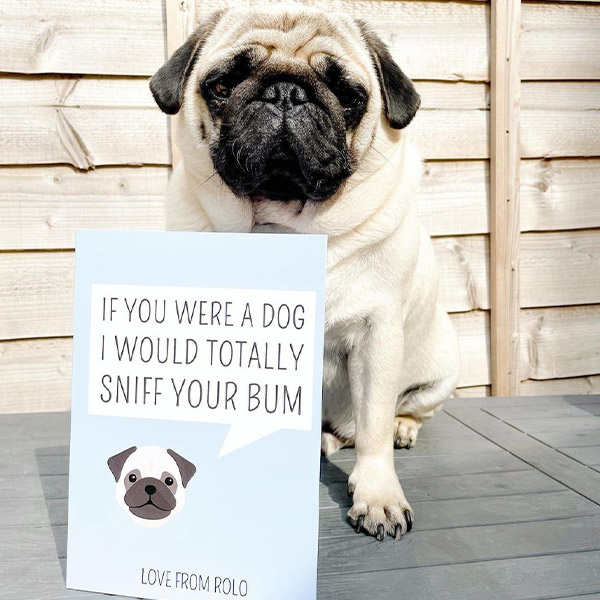 Pug posing with "sniff your bum" personalised Card in blue