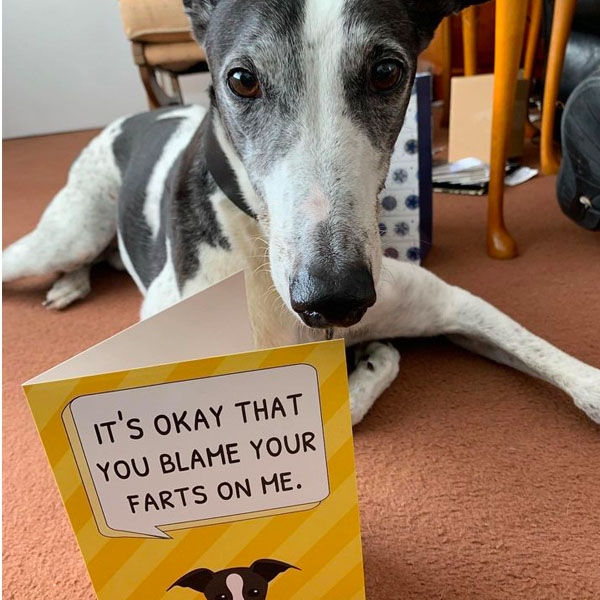 greyhound and his personalised yappy greeting card