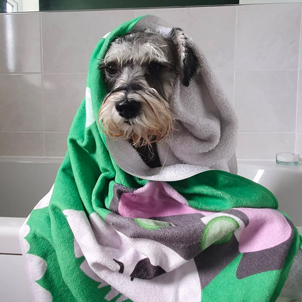 Schnauzer with personalised Bath Time Towel