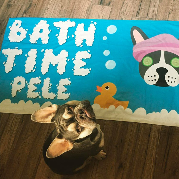 Frenchie Pele with his personalised Bath Time Towel