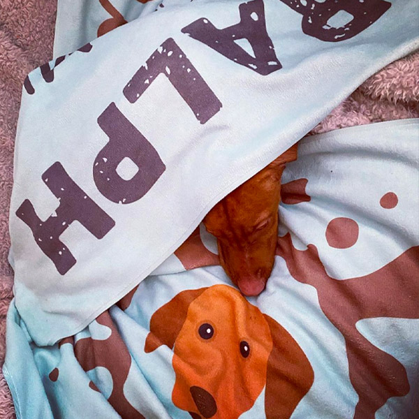 Ralph the Vizsla drying off on his Personalised Towel