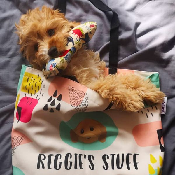 Reggie inside his own Personalised Bag