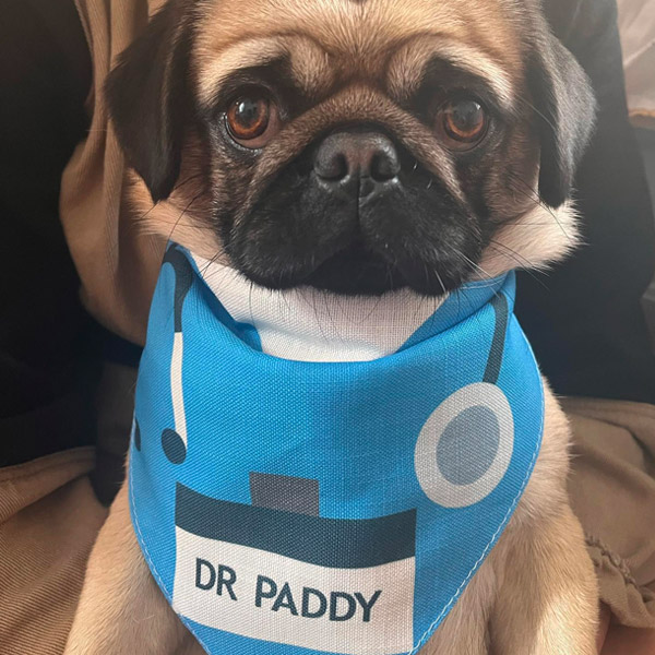 Pug wearing his Personalised doctor bandana
