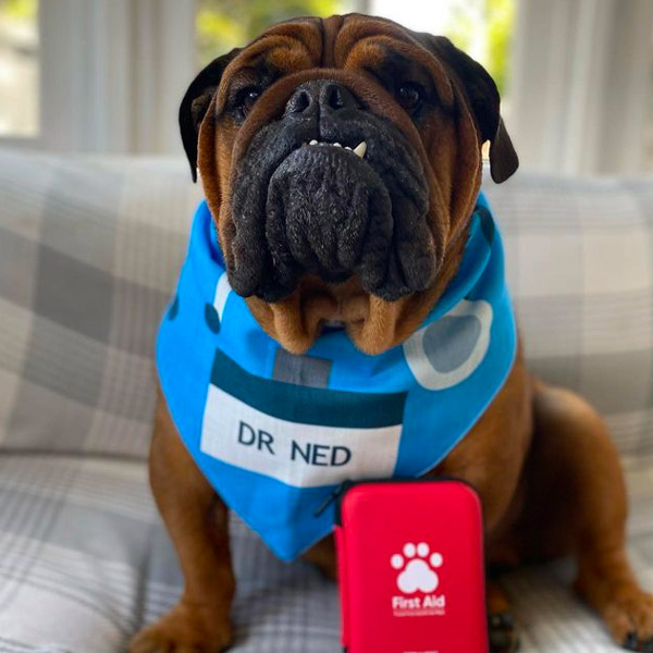 bulldog wearing his Personalised doctor bandana
