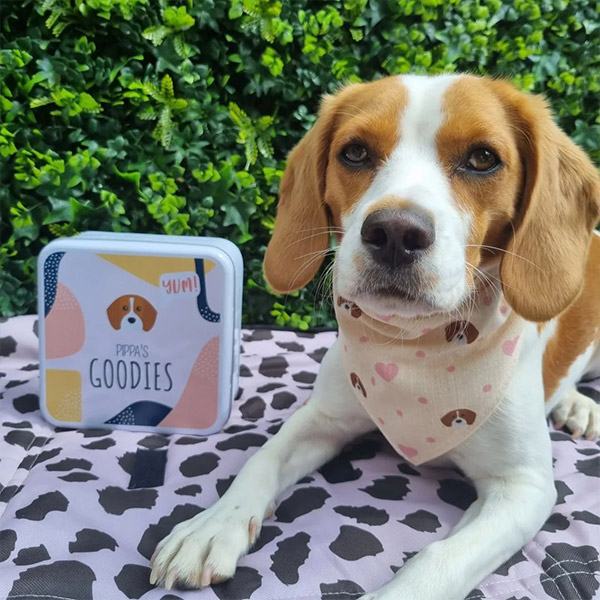 Beaglier with her personalised treat tin