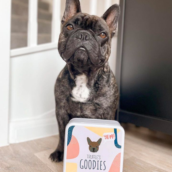 french Bulldog with his personalised treat tin