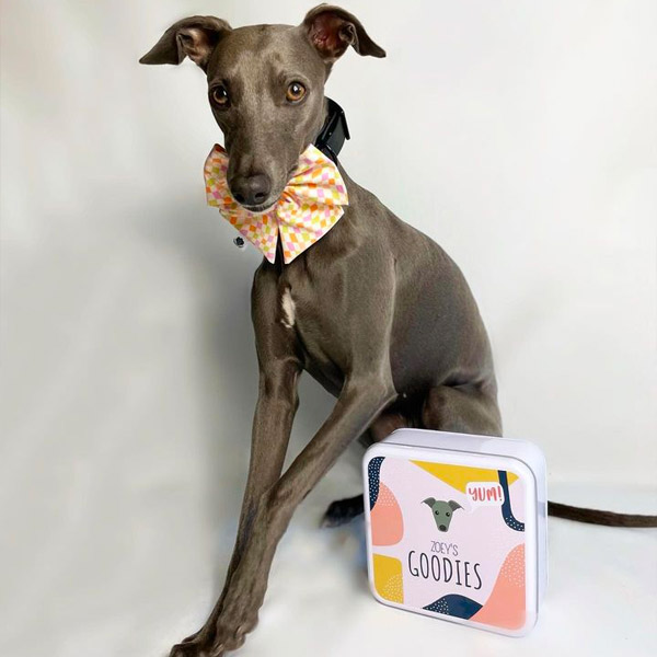 Whippet with her personalised treat tin
