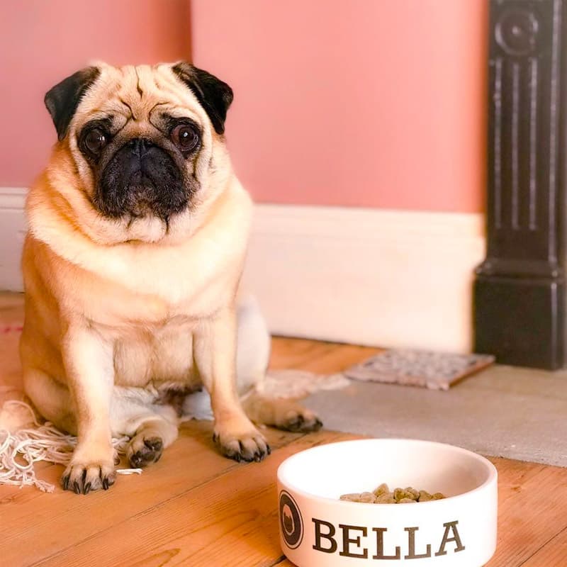 Bella with her Personalized Yappicon Bowl