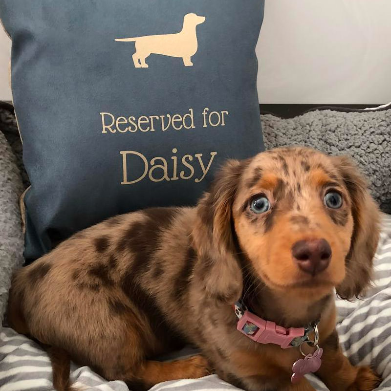 Daisy with her Reserved for Cushion