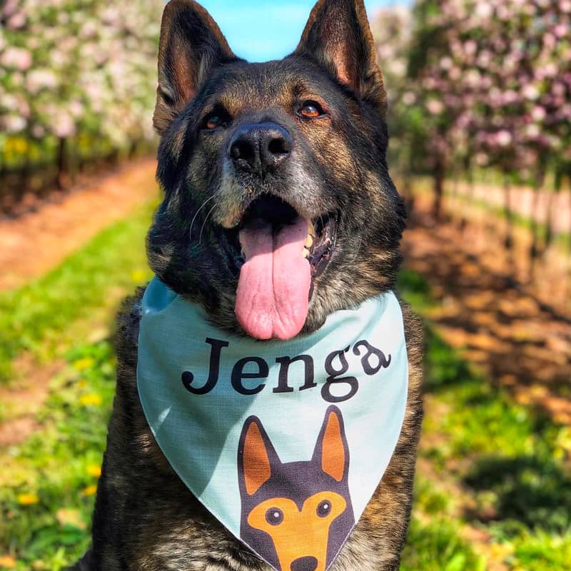 Jenga with his Personalised Dog Bandana