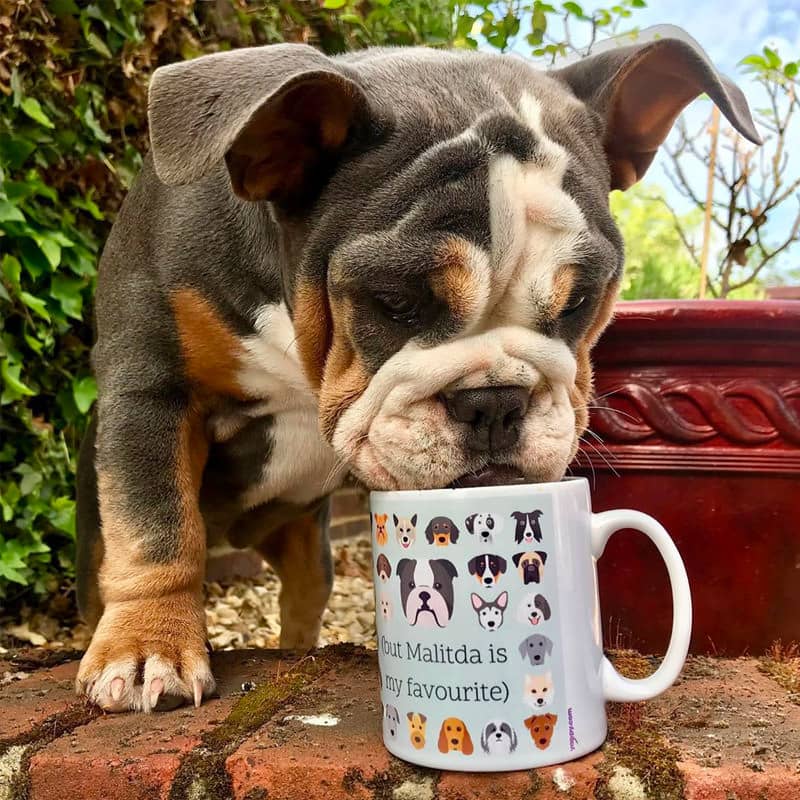 Matilda with her Personalised Bulldog Mug
