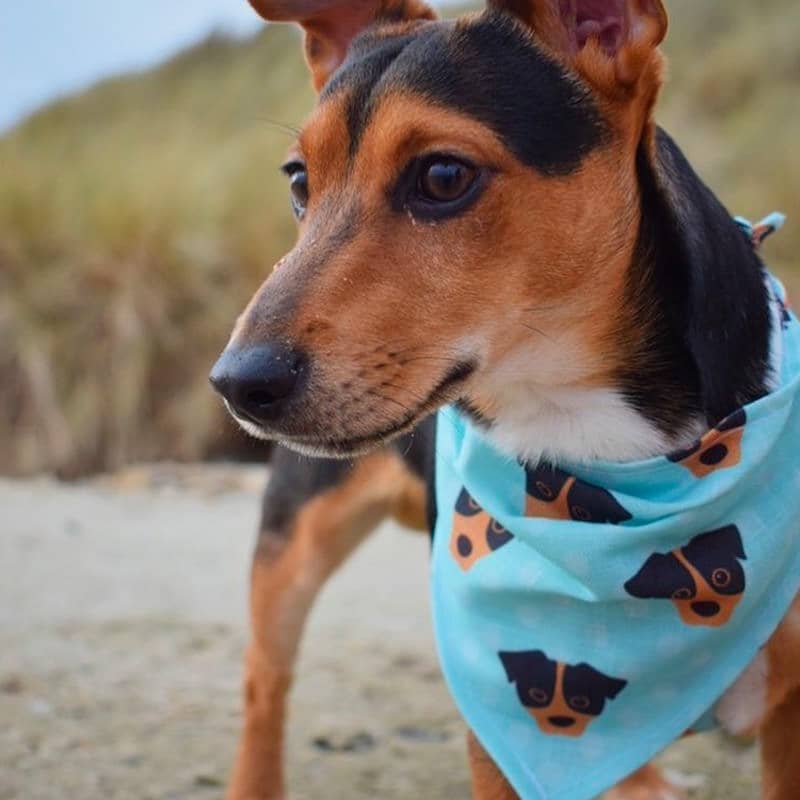 Mr Ham wearing a yappy bandana