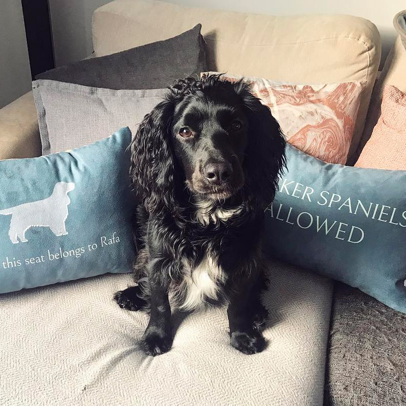 Rafa with his Personalised Reserved For and Allowed Cushions