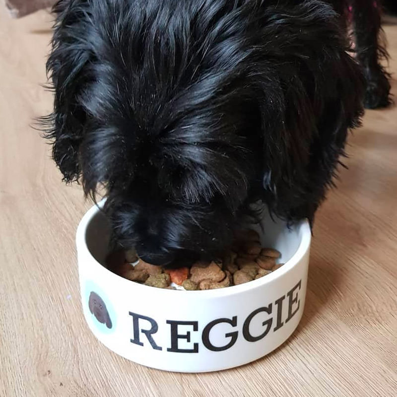 Reggie with his Personalised Yappicon Bowl
