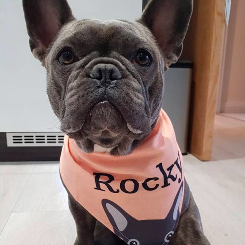Rocky with his Personalised Yappicon and Name Bandana