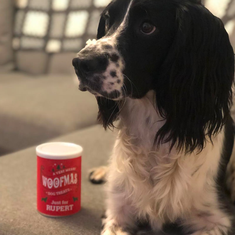 Rupert with his Woofmas Biscuits