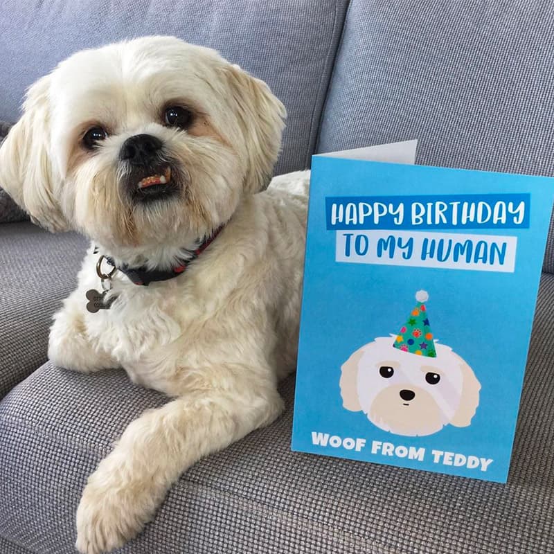 Teddy with Personalised Happy Birthday Human Card