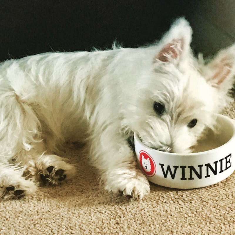 Winnie with her Personalised Dog Bowl